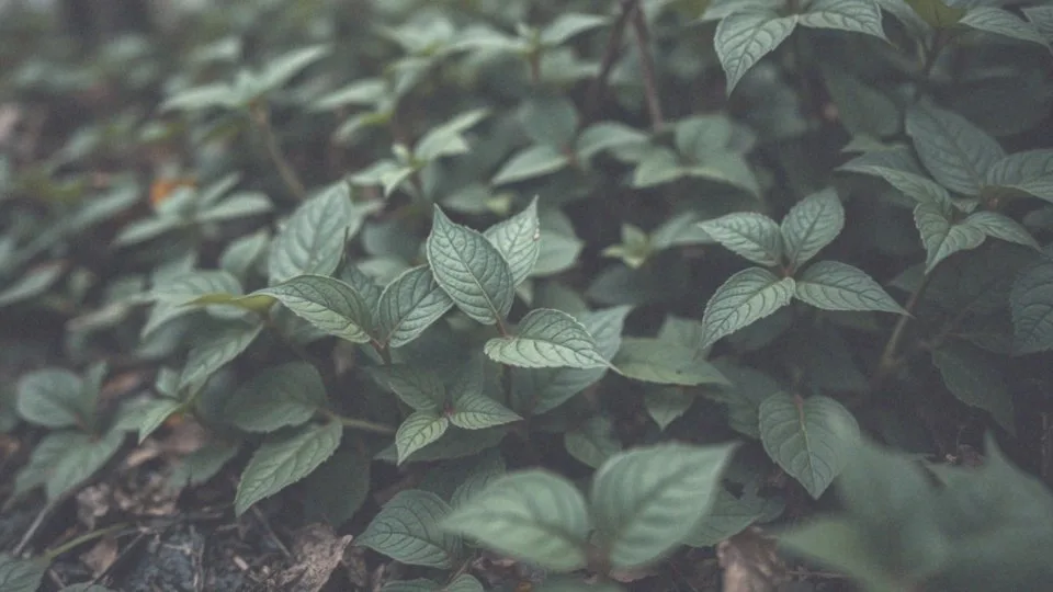 Bluszcz trujący oparzenie skóry – objawy i leczenie reakcji alergicznych