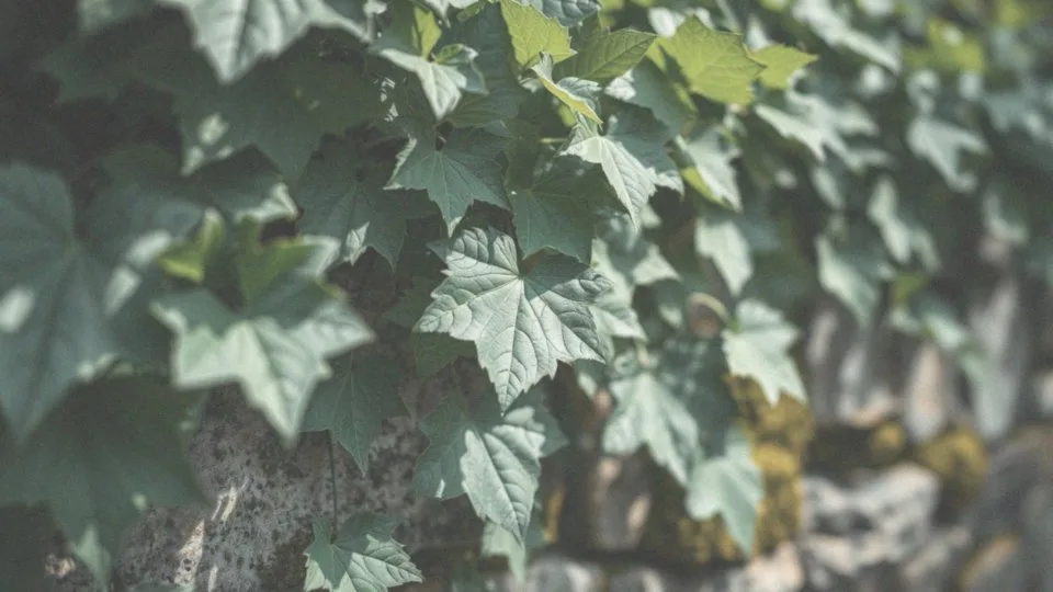 Czy bluszcz w domu jest szkodliwy? Zagrożenia i porady